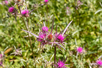 Small  thickets of Common Thistle - Silybum marianum - grow in the meadow in spring, near the excavations of the ancient Maresha city,  in Beit Guvrin, near Kiryat Gat, in Israel