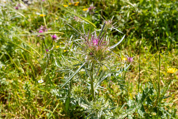 Small  thickets of Common Thistle - Silybum marianum - grow in the meadow in spring, near the excavations of the ancient Maresha city,  in Beit Guvrin, near Kiryat Gat, in Israel