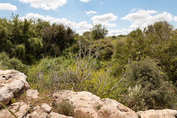 Nature  near the excavations of the ancient Maresha city in Beit Guvrin, near Kiryat Gat, in Israel