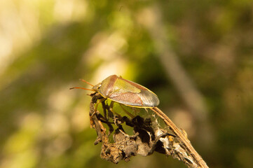 grasshopper on a leaf