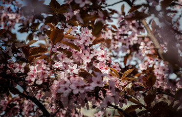 Nice blossom spring branch with flowers of prunus tree macro photography