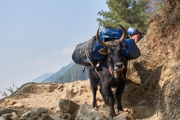 Yaks carry loads for expeditions in Nepal