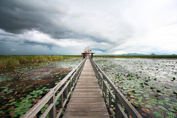 Rain is coming on the bridge in lotus pond at Sam Roi Yot Park Prachuap Khiri Khan