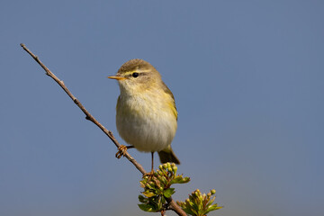 Willow Warbler