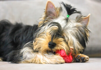 Yorkshire Terrier puppy chewing a toy. Funny doggie with open mouth, white teeth