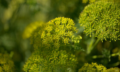 Flora of Gran Canaria -  Todaroa montana, plant endemic to the Canary Islands, natural macro floral background
