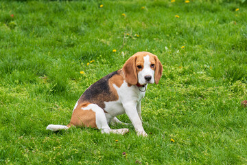 Portrait of cute beagle puppy (6 month) on green grass