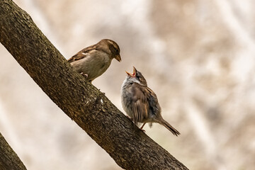 A baby sparrow waits for his mother to feed him
