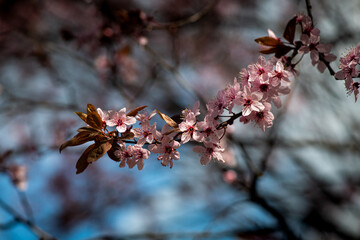 Nice blossom spring branch with flowers of prunus tree macro photography