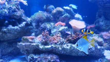 Tropical colorful fish on a coral reef.