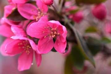 Pink colored flower of an apple tree after rain
