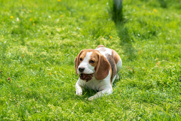 Portrait of cute beagle puppy (6 month) on green grass