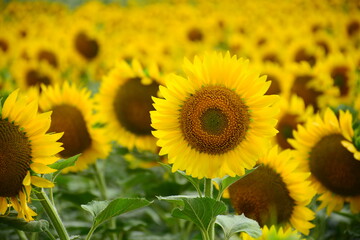 beautifull sunflowers on the farm