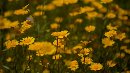 Flora of Gran Canaria -  Coleostephus myconis