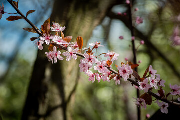 Nice blossom spring branch with flowers of prunus tree macro photography