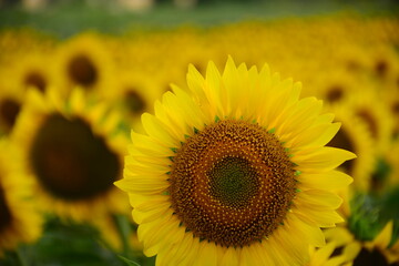 beautifull sunflowers on the farm