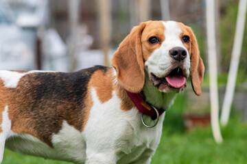 Portrait of cute beagle puppy (6 month) on green grass