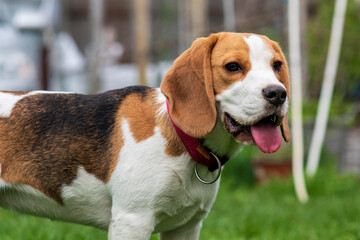 Portrait of cute beagle puppy (6 month) on green grass