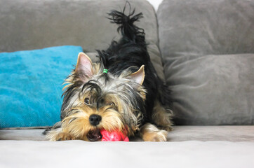 Cute Yorkshire Terrier puppy chewing on red toy on gray couch in a funny pose.