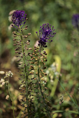 Flora of Gran Canaria -  Leopoldia comosa, tassel hyacinth natural macro floral background
