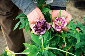 Helleborus double ellen bloom. A rare black hellebore grows in the garden. male hands are holding buds. gardening at home