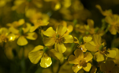 Flora of Gran Canaria - bright yellow flowers of Ranunculus cortusifolius, Canary buttercup natural macro floral background
