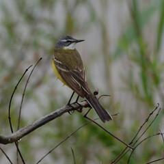 Western Yellow Wagtail (Motacilla flava) perched on a branch