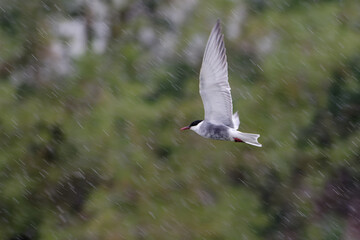 Whiskered Tern (Chlidonias hybrida) flying under the rain
