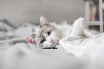 A beautiful young fluffy cat lies on the bed in the bedroom and looks at the camera. Munchkin breed.