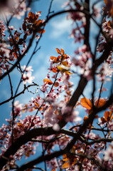 Nice blossom spring branch with flowers of prunus tree macro photography