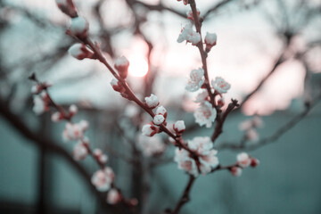 Blossom tree