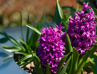 Macro of purple Hyacinthus orientalis (common hyacinth, garden or Dutch hyacinth) in Public landscape city park Krasnodar or Galitsky. Blooming easter flowers in early spring. Selective focus