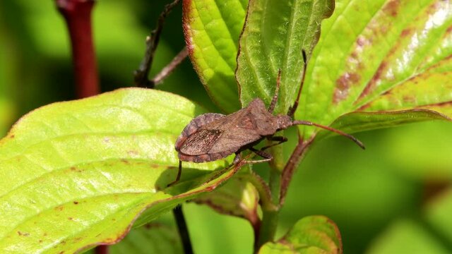 Dock Bug or Dock Leaf Bug, Coreus marginatus