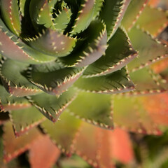 Aloe perfoliata toothy leaves natural macro floral background
