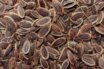 Macro close-up photo of superdukat dill seeds. Planting in the garden and vegetable garden, horticulture and agriculture.