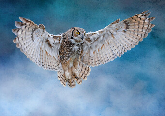 Great Horned Owl in flight
