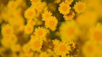 Flora of Gran Canaria -  Coleostephus myconis, corn marigold isolated on black
