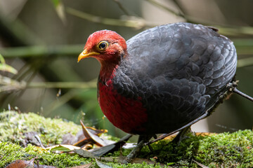 Nature wildlife bird of crimson-headed partridge on deep jungle rainforest, It is endemic to the...