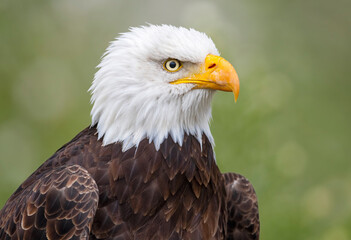 Bald Eagle portrait
