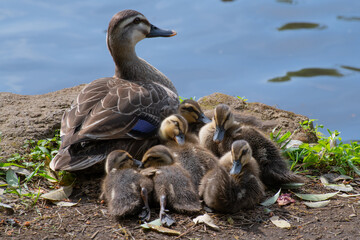カルガモの親子