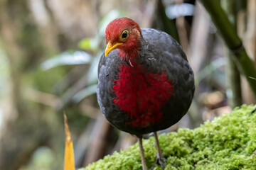 Nature wildlife bird of crimson-headed partridge on deep jungle rainforest, It is endemic to the island of Borneo