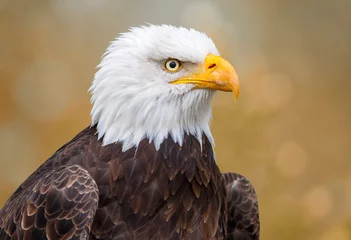 Foto op Plexiglas Portrait of a Bald Eagle © Nina