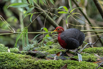 Nature wildlife bird of crimson-headed partridge on deep jungle rainforest, It is endemic to the island of Borneo