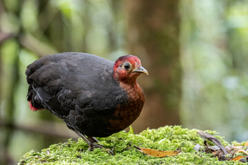 Nature wildlife bird of crimson-headed partridge on deep jungle rainforest, It is endemic to the island of Borneo