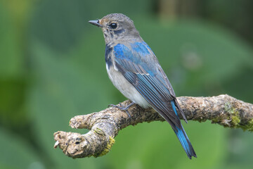 Juvenile Blue-and-white Flycatcher, Japanese Flycatcher male blue and white color perched on a tree