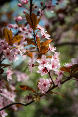 Nice blossom spring branch with flowers of prunus tree macro photography