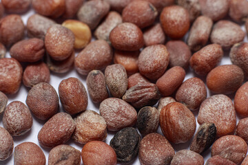 Macro photo of a close-up of radish seeds. Planting in the garden and vegetable garden, horticulture and agriculture.