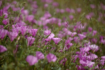 Flora of Gran Canaria -  Ipomoea pes-caprae, beach morning glory natural macro floral background

