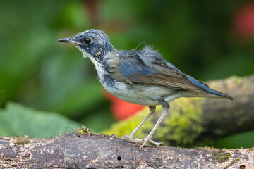 Juvenile Blue-and-white Flycatcher, Japanese Flycatcher male blue and white color perched on a tree