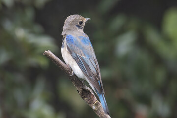 Juvenile Blue-and-white Flycatcher, Japanese Flycatcher male blue and white color perched on a tree
